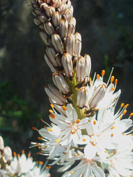 Image of White asphodel