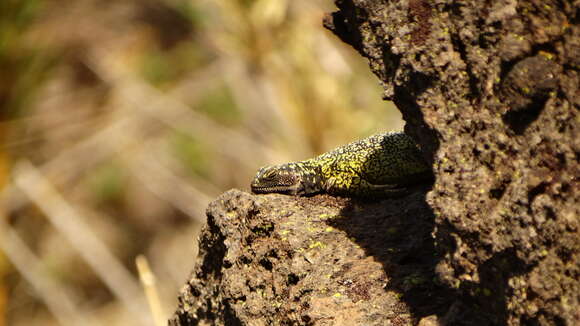 Image of Phymaturus maulense Nuñez, Veloso, Espejo, Veloso, Cortes & Araya 2010