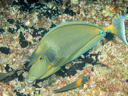 Image of Bluespine Unicornfish