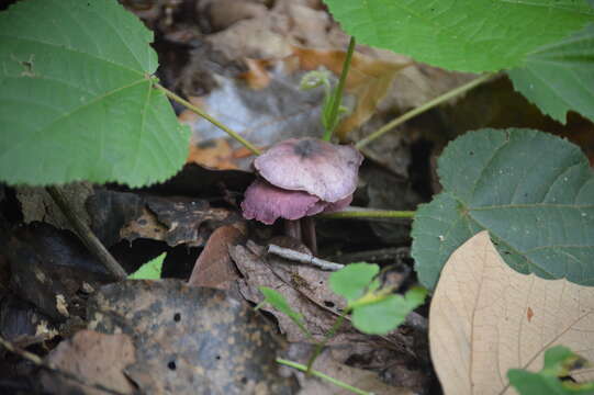 Imagem de Gymnopus iocephalus (Berk. & M. A. Curtis) Halling 1997