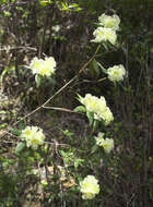 صورة Rhododendron keiskei Miq.