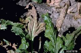 Image of Beta vulgaris subsp. vulgaris Altissima