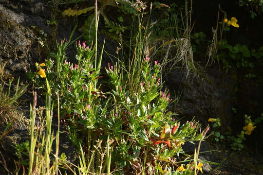 Image of fringed willowherb