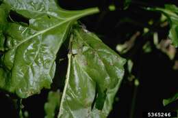 Image of Beta vulgaris subsp. vulgaris Altissima