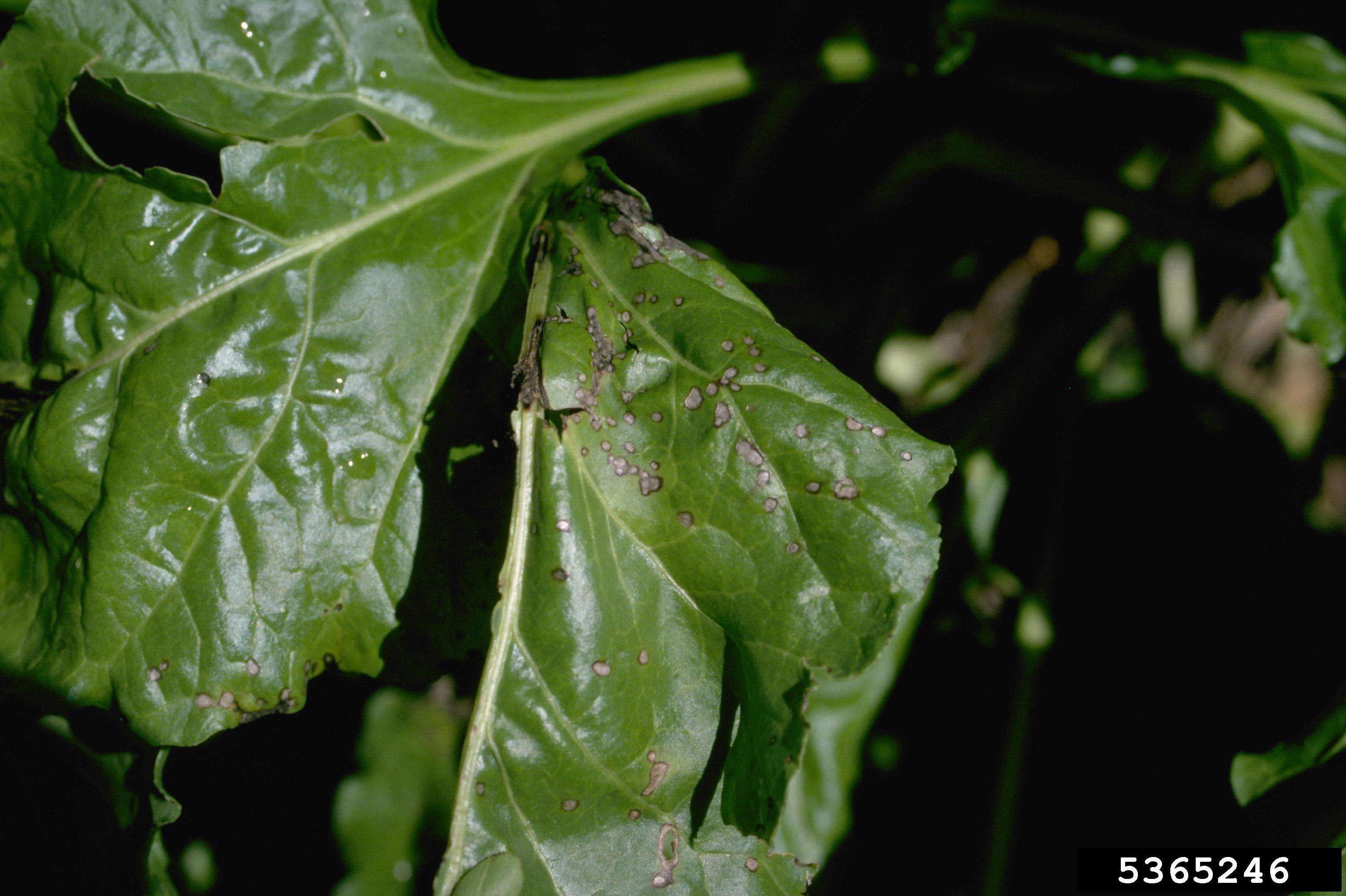 Image of Beta vulgaris subsp. vulgaris Altissima