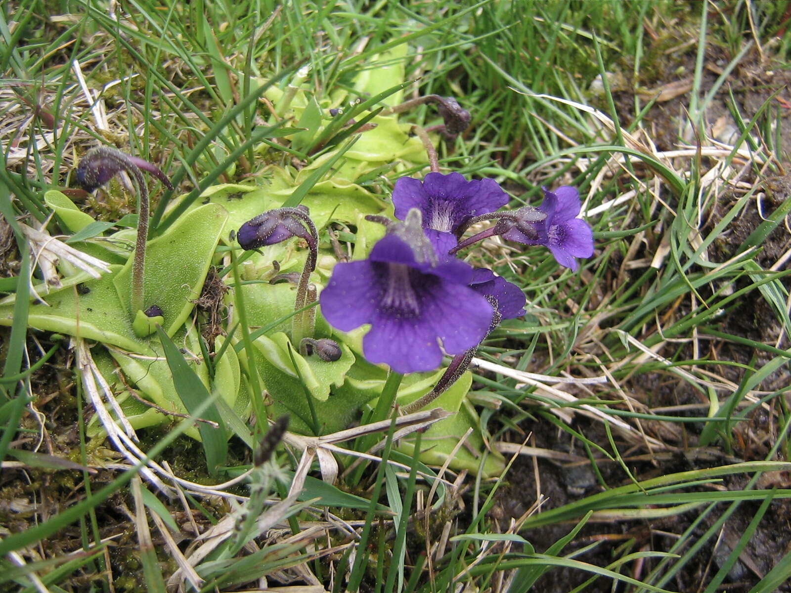 Image of Common butterwort