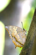 Imagem de Charaxes bernardus Fabricius 1793