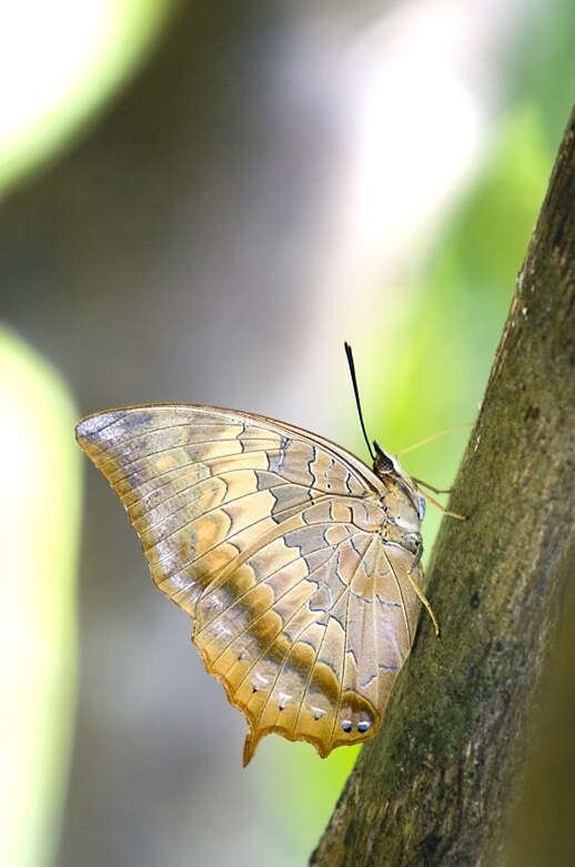 Imagem de Charaxes bernardus Fabricius 1793