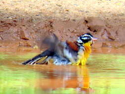 Imagem de Emberiza flaviventris flaviventris Stephens 1815