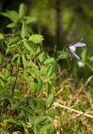 Image of alpine clematis