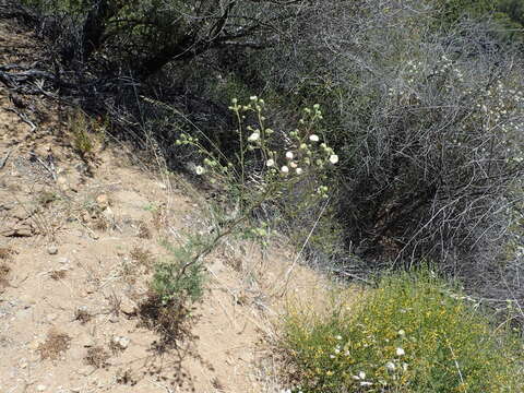 Sivun Chaenactis artemisiifolia (Harvey & A. Gray) A. Gray kuva