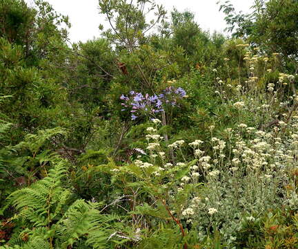 Imagem de Agapanthus praecox Willd.