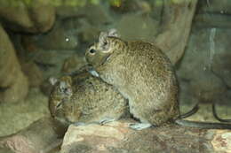 Image of degu