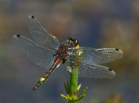 Image of Yellow-spotted Whiteface