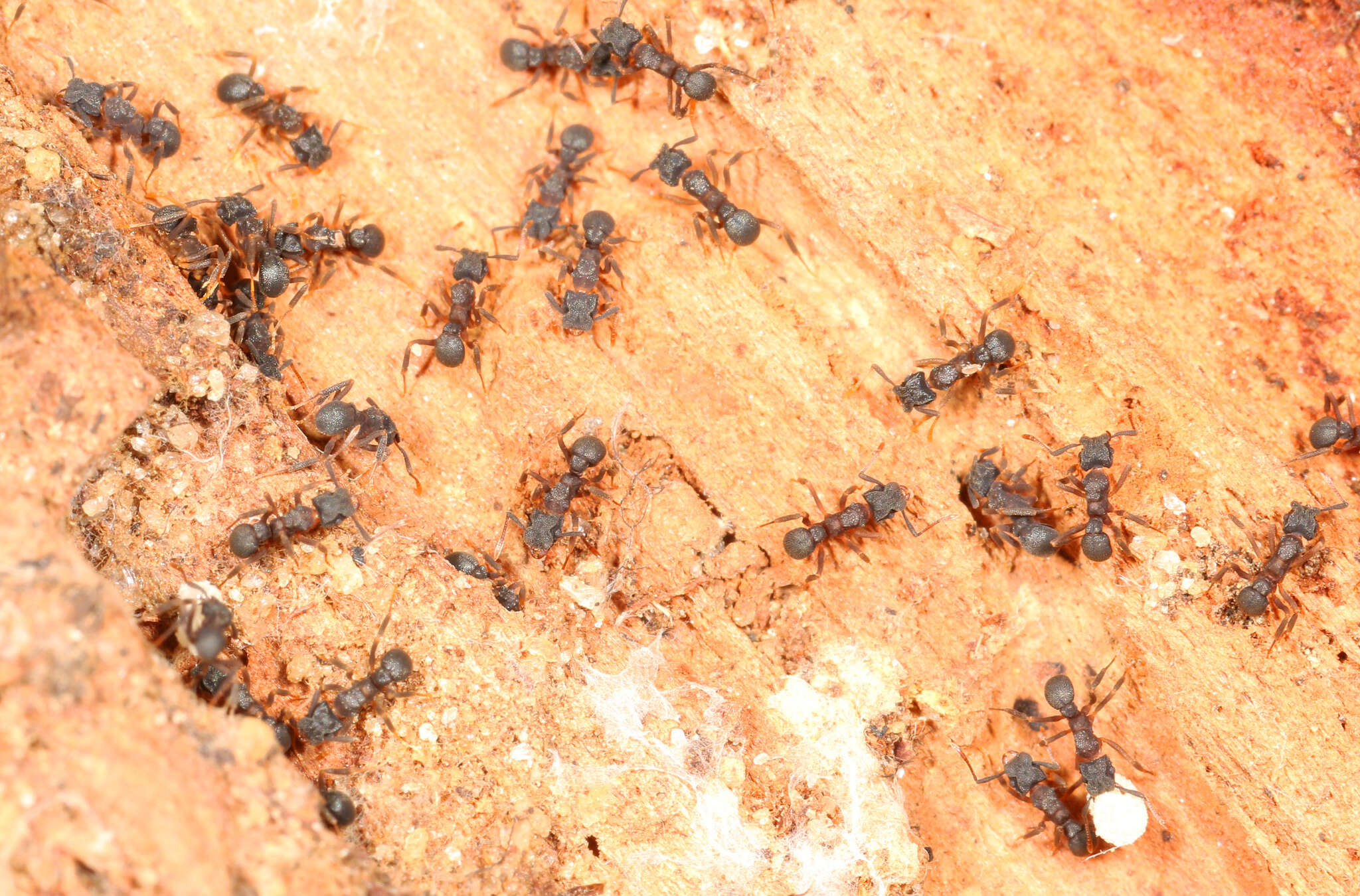 Imagem de Cyphomyrmex rimosus (Spinola 1851)