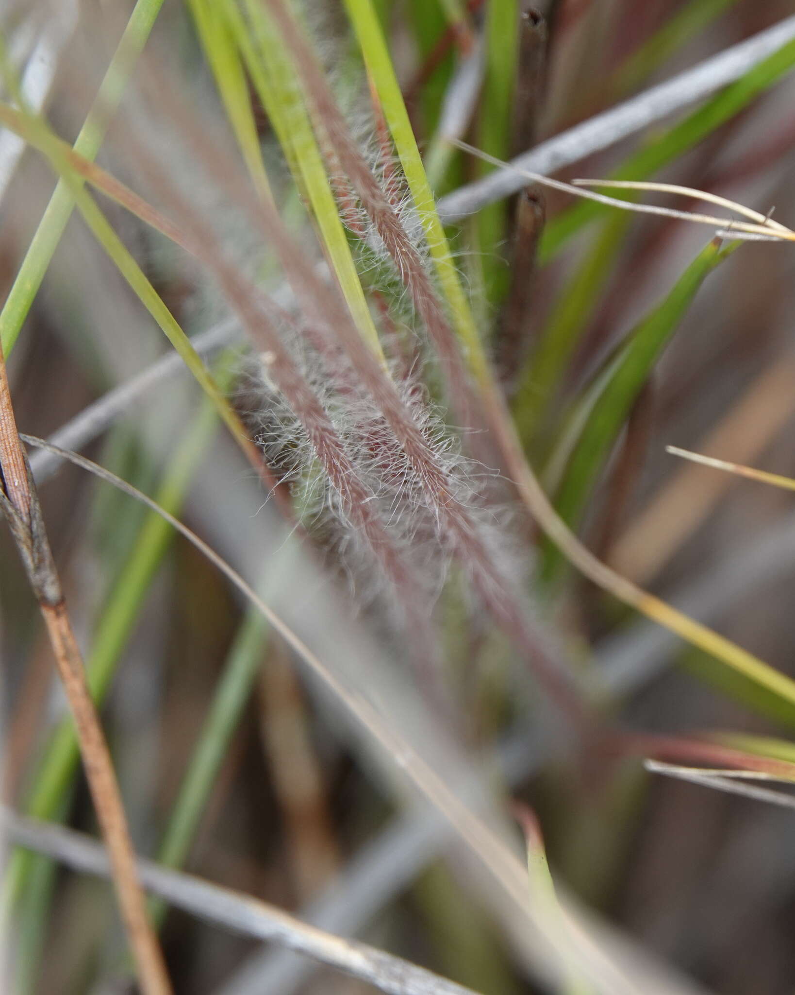 Image of Stylidium hirsutum R. Br.