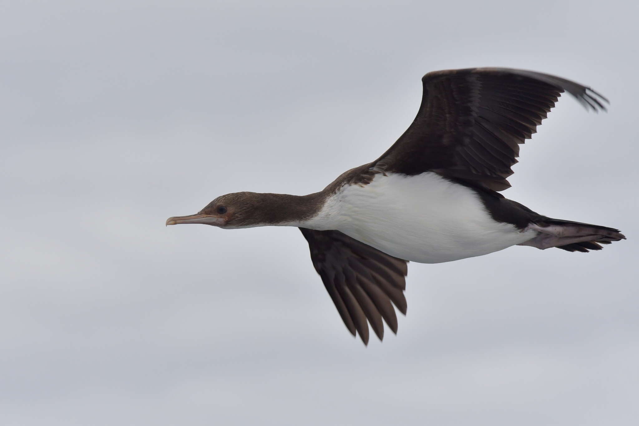 Image of Bounty Shag