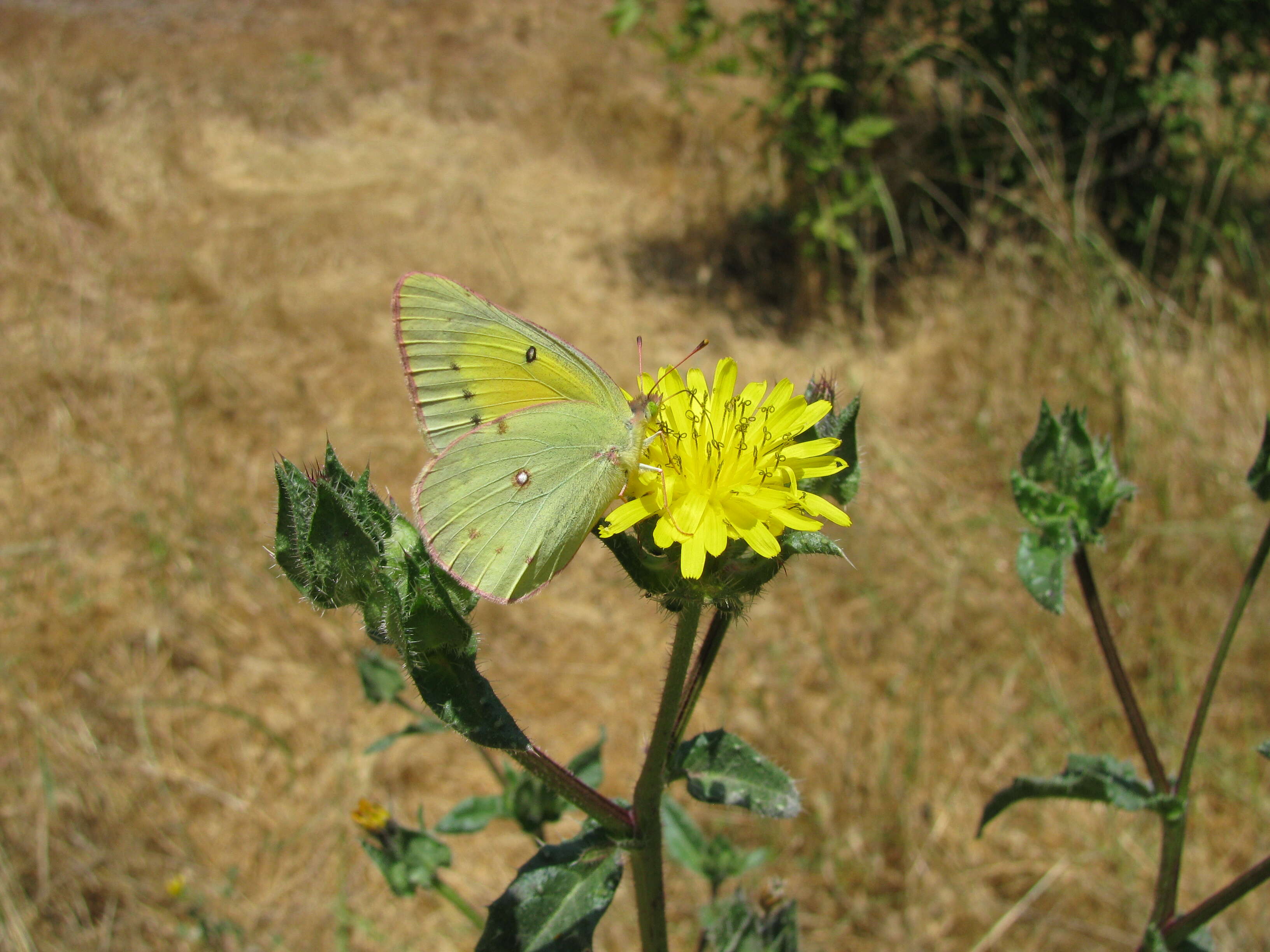 Image of Orange Sulphur