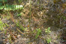 Image of Drosera binata Labill.