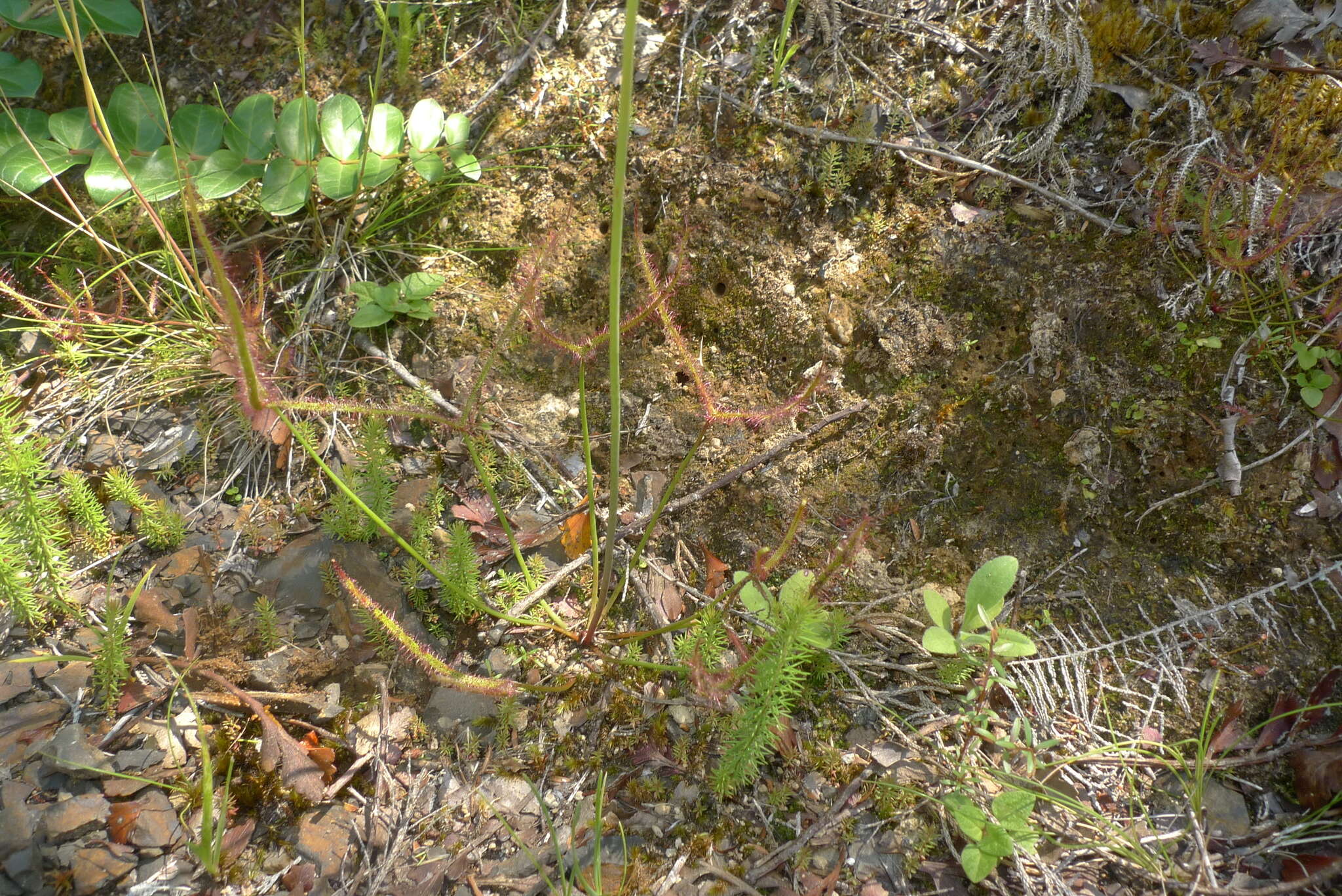 Image of Drosera binata Labill.