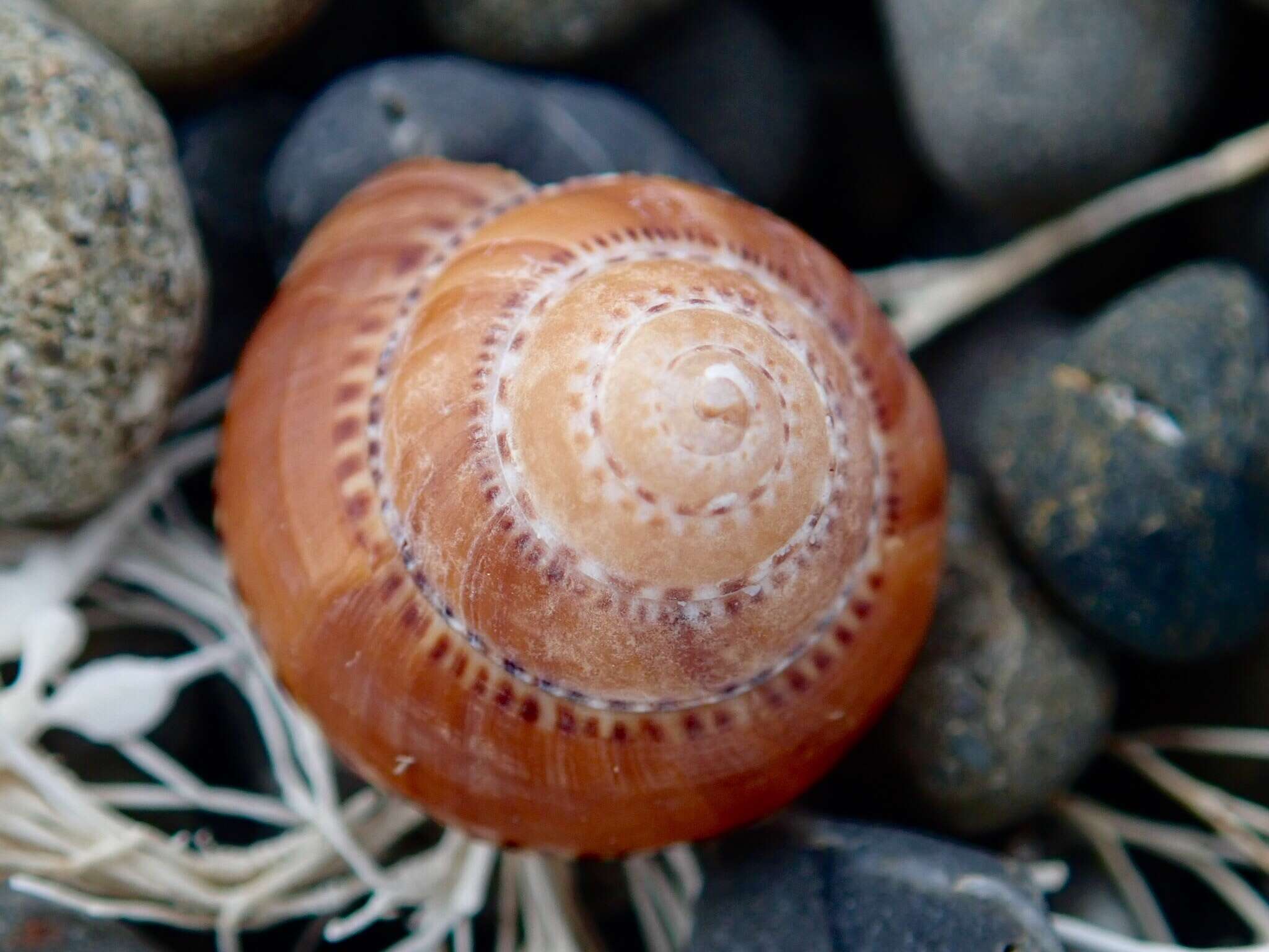 Image de Philippia lutea (Lamarck 1822)