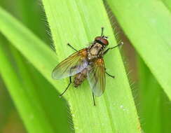 Image of Root-maggot fly