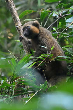 Image of golden bamboo lemur