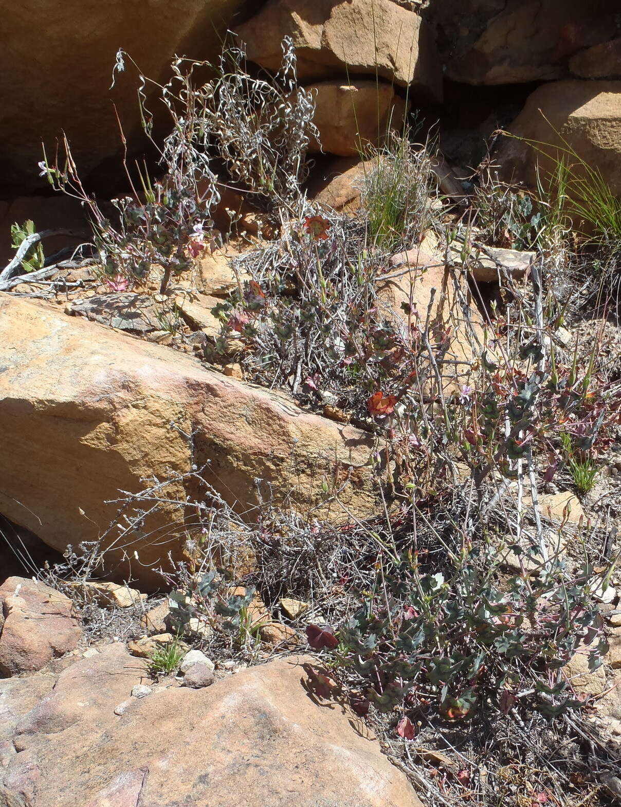 Image of Pelargonium tabulare (Burm. fil.) L'Her.