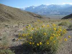 Image of Encelia actoni