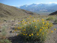 Sivun Encelia actoni kuva