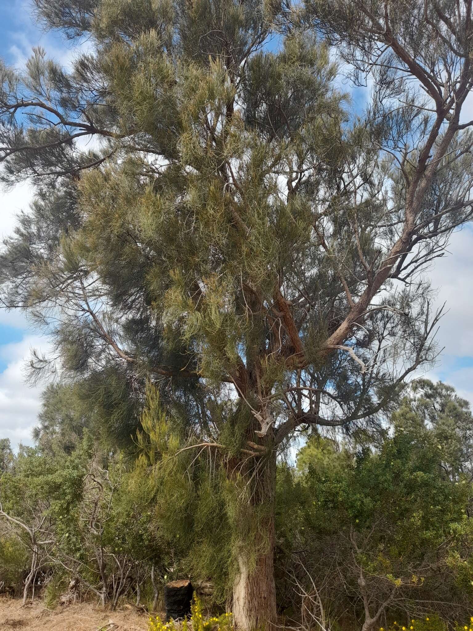 Image of Allocasuarina fraseriana (Miq.) L. A. S. Johnson