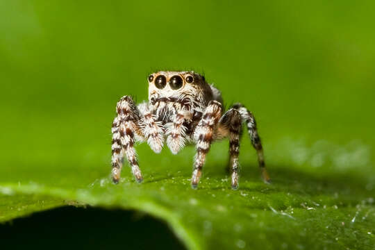 Image of Peppered Jumper