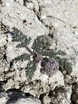 Image of bentonite desertparsley