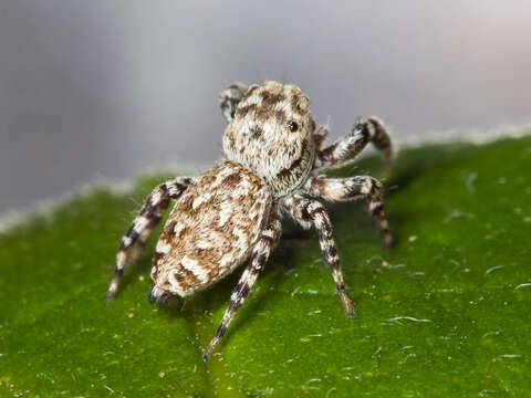 Image of Peppered Jumper