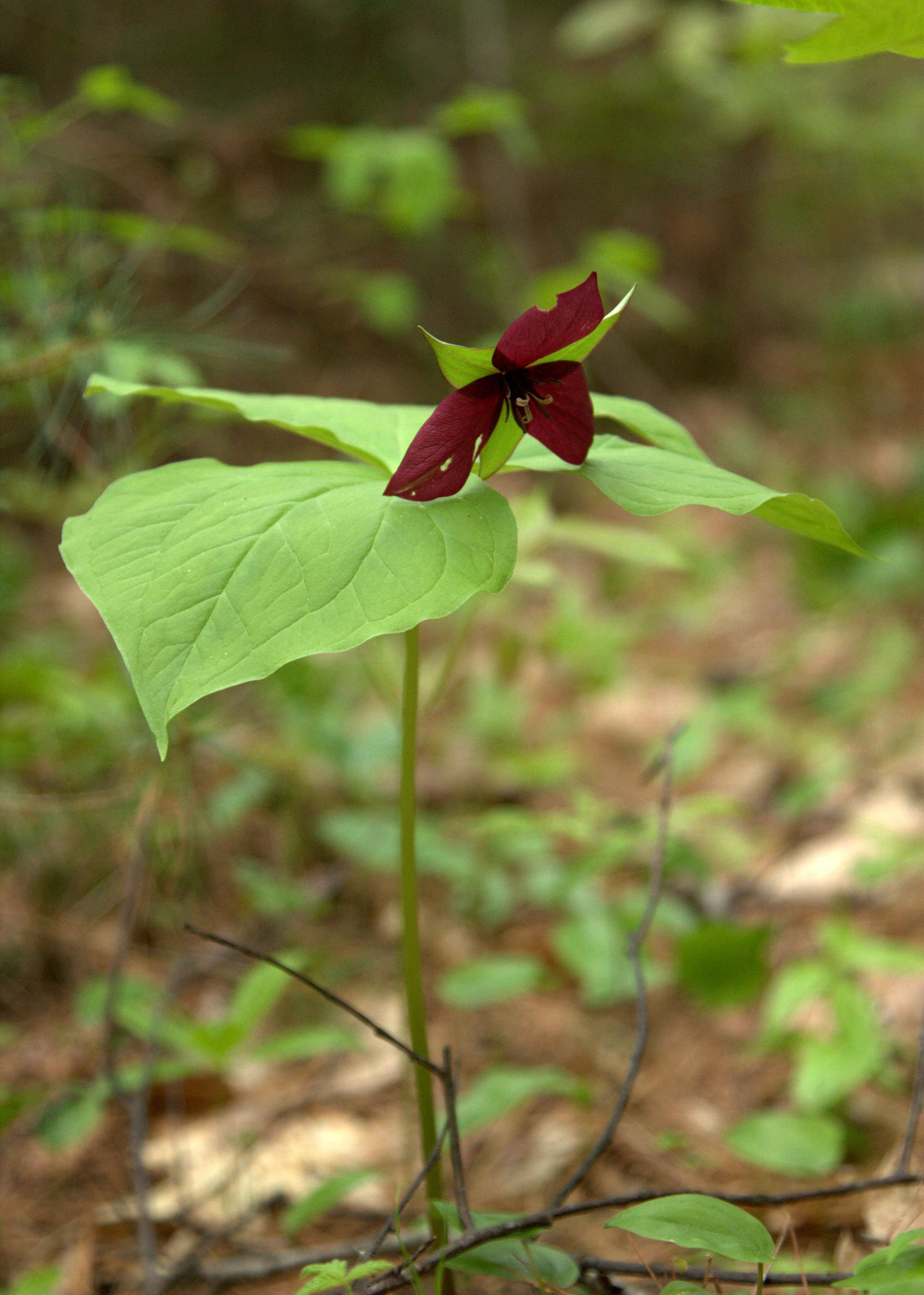 Image of red trillium