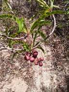 Image of Ardisia didymopora (H. Perrier) Capuron