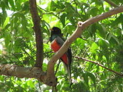 Imagem de Trogon elegans Gould 1834