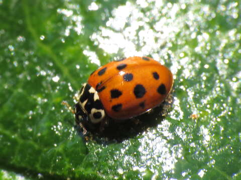 Image of Adalia bipunctata revelierei