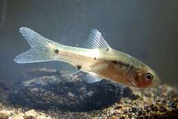 Image of Spotted barb