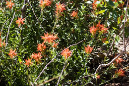 Image of giant red Indian paintbrush