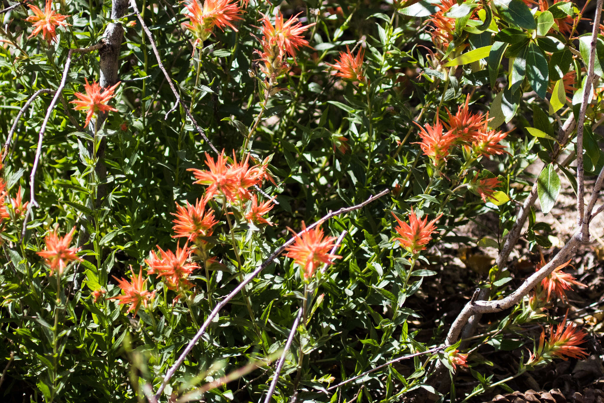 Image of giant red Indian paintbrush