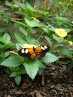 Image of Heliconius melpomene Linnaeus 1758