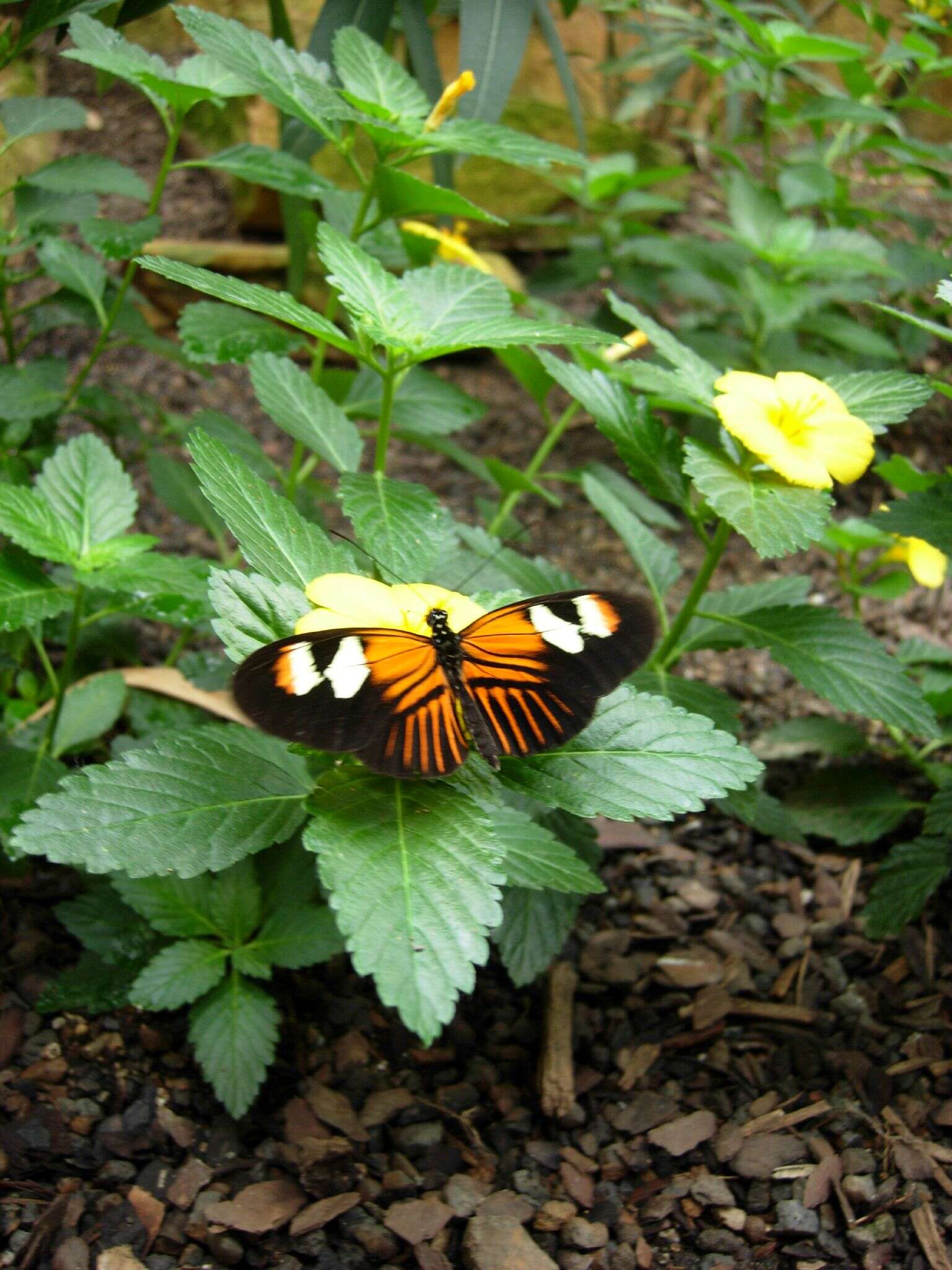 Image of Heliconius melpomene Linnaeus 1758