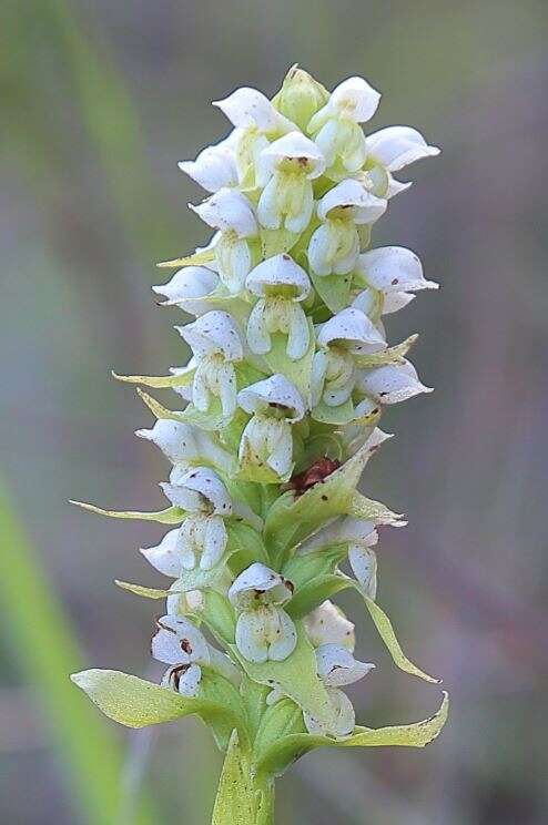 Image of Satyrium trinerve Lindl.