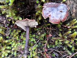 Image of Rhodocollybia purpurata (G. Stev.) J. A. Cooper 2014