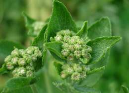 Image of Alecost or Balsam Herb