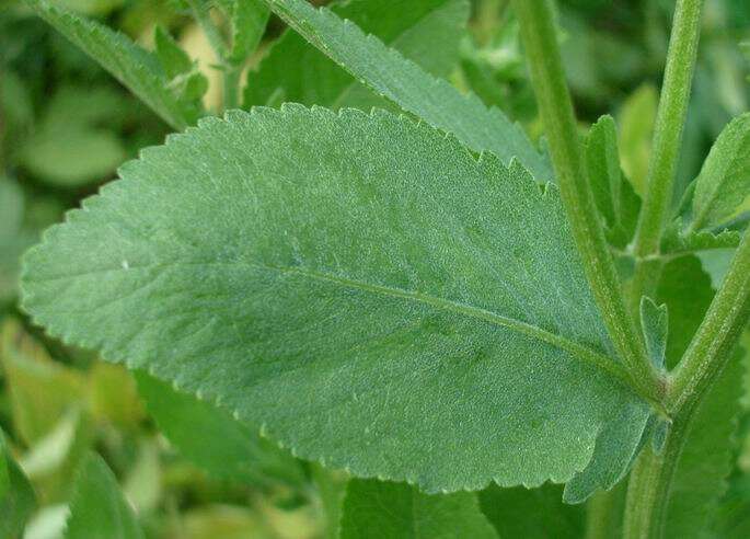 Image of Alecost or Balsam Herb