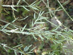 Image of Bouteille's fellhanera lichen