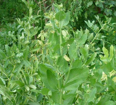 Image of Alecost or Balsam Herb