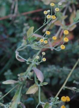 Image of Alecost or Balsam Herb